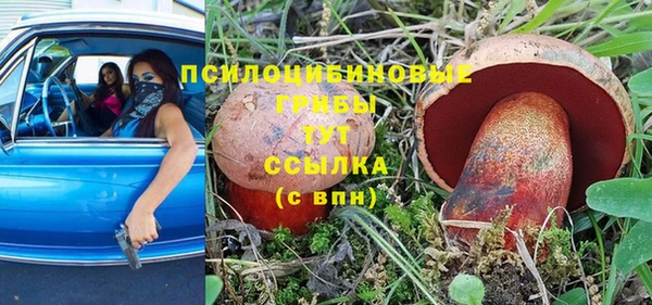 сатива Беломорск
